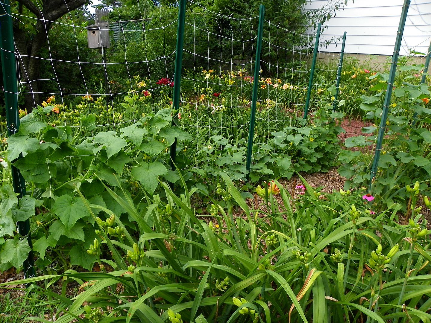  photo cucumbergarden2_zpscbfb6dd2.jpg